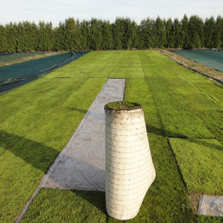 MOSS growing field in Germany