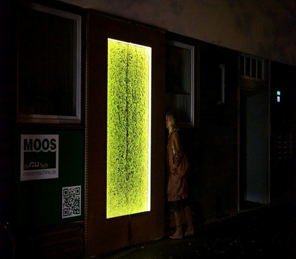 Living moss vertical green